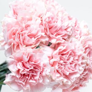 Clavel doble rosado (gigante)
