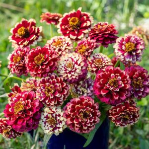 Zinnia bicolor