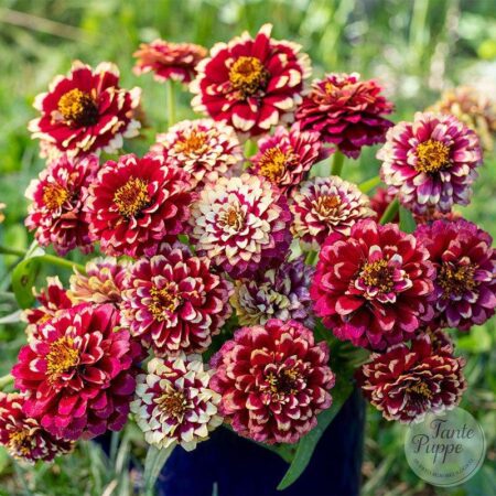 Zinnia bicolor.