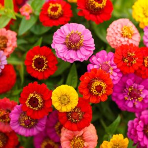 Zinnia Liliput doble
