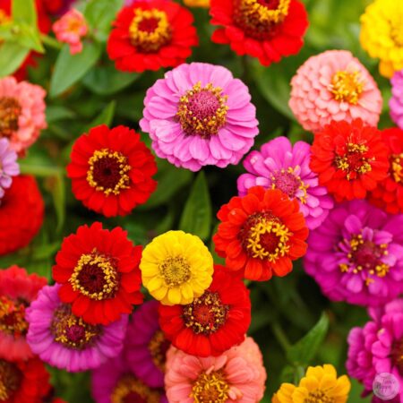 Zinnia Liliput doble