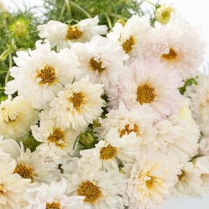 Cosmos double click snow