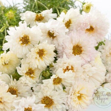 Cosmos double click snow