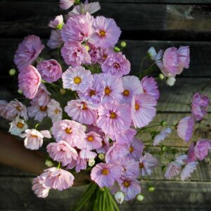 Cosmos Cupcake blush