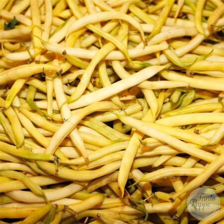 Poroto Top notch golden