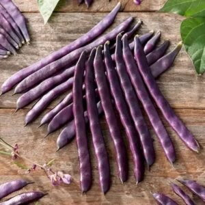 Poroto Coyunda vaina morada.