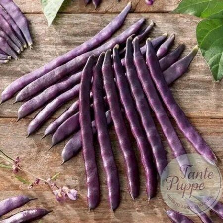 Poroto coyunda vaina morada