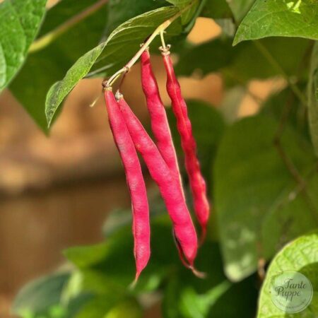 Poroto Red silk o Poroto seda