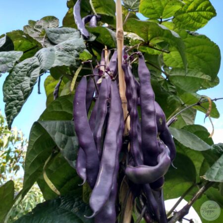 Semillas de Poroto Pallar Black Knight