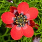 Semillas de Adonis Rojo