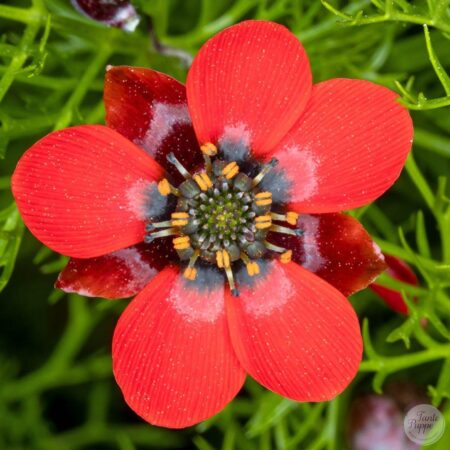 Semillas de Adonis Rojo
