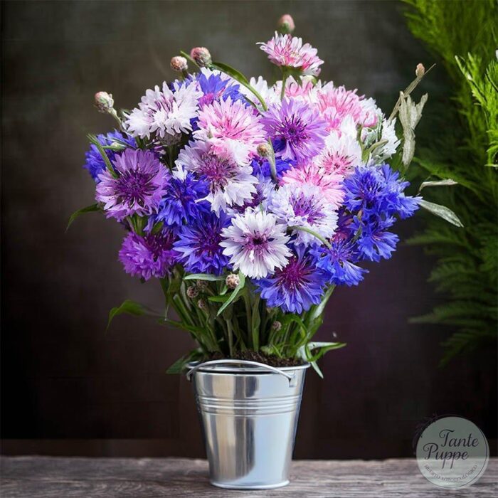 Semillas de Centaurea Doble Mix.jpg Semillas de Centaurea Doble Mix