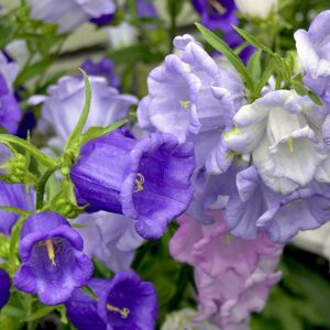 Campanula doble