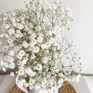 Velo de novia o Gipsofila blanca